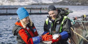Sürdürülebilir Balıkçılıkta Norveç’in Etkisi Üzerine 11 Önemli Bilgi