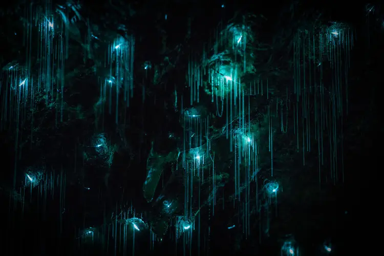 Glowworms-SJP-9-5a332a872f661__880