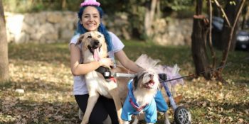 Çöplük Köpeklerinin Meleği Gökçe Erdoğan ve Lokma’nın Mucize Hikayesi