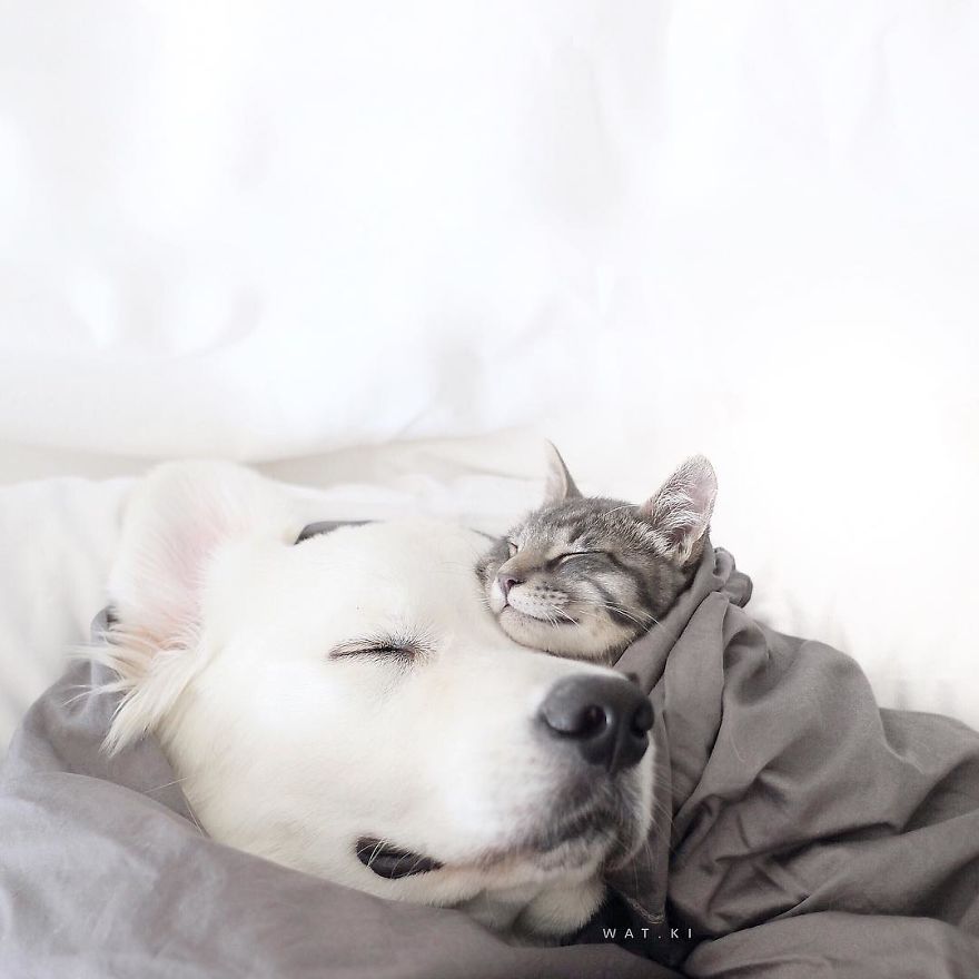 This-friendship-between-these-two-dogs-and-this-kitten-will-love-you-5a205d34b5cb3__880