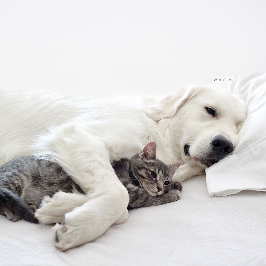 This-friendship-between-these-two-dogs-and-this-kitten-will-love-you-5a205d37e94f9__880
