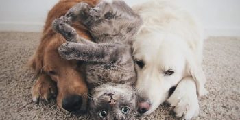 Kedi Dostlarıyla Sevimlilikte Bizi Bizden Alan Watson ve Kiko’dan 33 Tontiş Fotoğraf