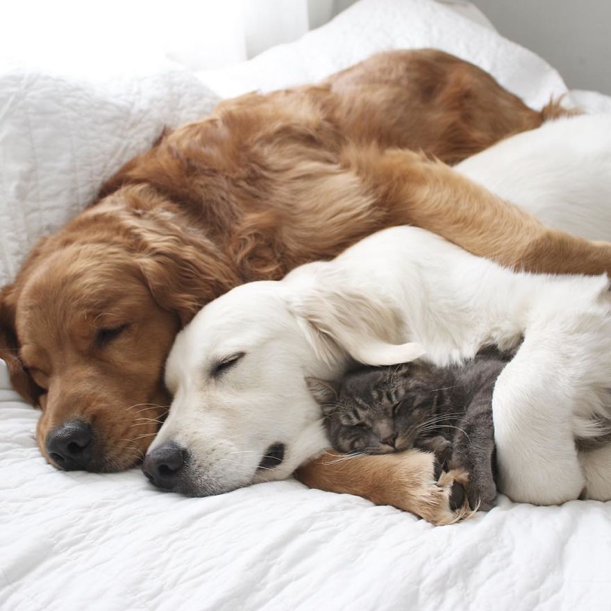 This-friendship-between-these-two-dogs-and-this-kitten-will-love-you-5a21235dac4ff__880