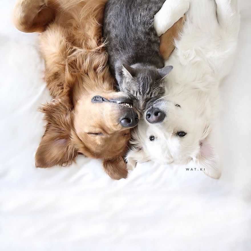 This-friendship-between-these-two-dogs-and-this-kitten-will-love-you-5a21236facf35__880