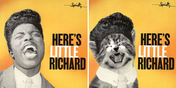 This-guy-created-very-cute-covers-of-the-music-world-replacing-singers-with-cats-5a2e4c0c0e166__700