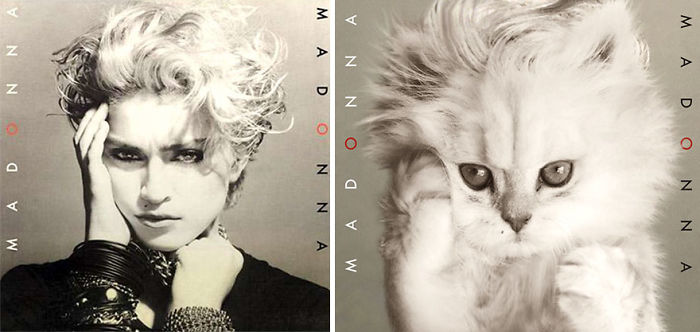This-guy-created-very-cute-covers-of-the-music-world-replacing-singers-with-cats-5a2e804878ec6__700