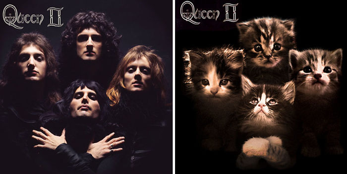 This-guy-created-very-cute-covers-of-the-music-world-replacing-singers-with-cats-5a2e805f632f4__700