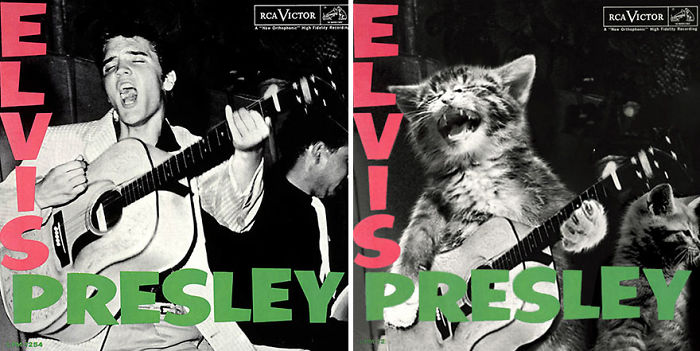 This-guy-created-very-cute-covers-of-the-music-world-replacing-singers-with-cats-5a2e806b81f81__700