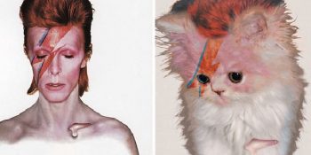 Kedilerle Daha Eğlenceli Olduğunu Kanıtlamış 20 Efsane Albüm Kapağı