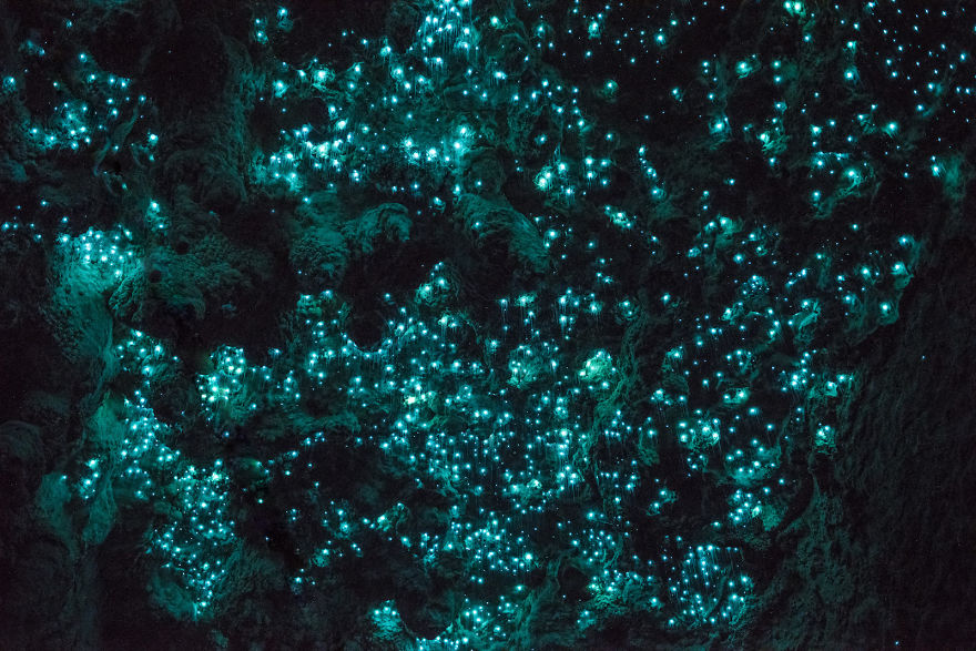 Waitomo-Glowworm-Cave-Glowworms-SJP-20-5a332ad24811d__880