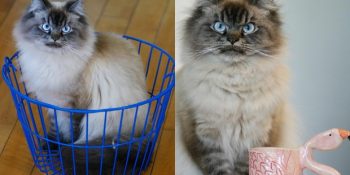 Bakışlarıyla Adeta “Hepinizden Nefret Ediyorum” Diyen Kedi Merlin