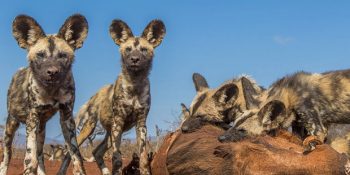 2017 National Geographic Yılın Doğa Fotoğrafçısı Yarışması’ndan 32 Fotoğraf ve Kazananlar