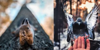 Ormanın Derinliklerindeki Hayvanları Model Olarak Kullanan Fotoğrafçıdan 33 Enfes Kare