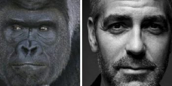 Karizmasıyla Ünlenen Ve George Clooney İle Kıyaslanan Goril Shabani’nin Hüzünlü Hikayesi
