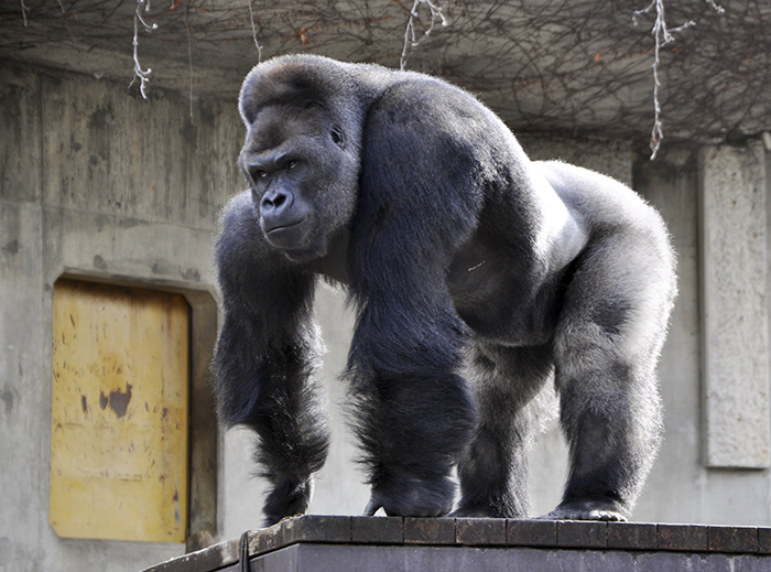 This handout picture released from the Higashiyama Zoo and Botanical Gardens on June 26, 2015 shows giant male gorilla Shabani, weighing around 180kg at the Higashiyama Zoo in Nagoya in Aichi prefecture, central Japan. The 18-year-old silverback with brooding good looks and rippling muscles is causing a stir at the Japanese zoo, with women flocking to check out the hunky pin-up. AFP PHOTO / HIGASHIYAMA ZOO AND BOTANICAL GARDENS ---EDITORS NOTE---HANDOUT RESTRICTED TO EDITORIAL USE - MANDATORY CREDIT "AFP PHOTO / HIGASHIYAMA ZOO AND BOTANICAL GARDENS" - NO MARKETING NO ADVERTISING CAMPAIGNS - DISTRIBUTED AS A SERVICE TO CLIENTS