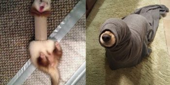 İlginç Yerlere Sıkışarak Yardım Bekleyen Birbirinden Sevimli 16 Hayvan