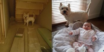 Bebeği ve Köpeğini Birbirinden Ayırmayan Çiftin Sevgi Dolu Fikri