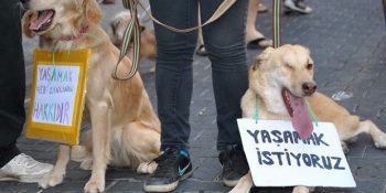 İçeriğinde Hayvanları Öldürenlere 10.5 Yıl Hapis Cezası Bulunan Kanun Tasarısı Yolda