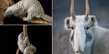 Nesli Tükenmekte Olan Hayvanları İki Yıldır Kadrajına Alan İngiliz Fotoğrafçı