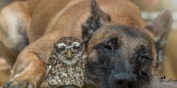 Köpek Igno ve Baykuş Poldi’nin Kalpler Isıtan Dostluklarından Sıcacık 28  Fotoğraf