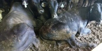 Brezilya’dan Türkiye’ye Canlı Hayvan Ticareti ve Hayvanlara Yapılan İşkence