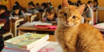 Öğrencilerin Sınıflarını Paylaştığı ve Bir Velinin Şikayetiyle Yeni Yuva Aranan Kedi Tombi