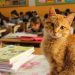 Öğrencilerin Sınıflarını Paylaştığı ve Bir Velinin Şikayetiyle Yeni Yuva Aranan Kedi Tombi