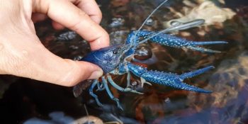 Erkek Egemen Düzene Başkaldırıp Erkeksiz Üreyen Mutant Kerevit Hakkında 7 Bilgi