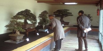 Torunların Uğraşları Sonucu Ortaya Çıkan Ve Hiroşima’dan Sağ Kurtulan 390 Yıllık Ağaç