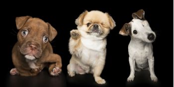 Tüm Engellere Rağmen Neşe Saçan Masum Sevimli Dostları Fotoğraflayan Alex Cearns