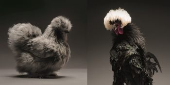 Yüzlerce Tavuğun ve Horozun Büyüleyici Güzelliklerini Fotoğraflarla Ortaya Çıkaran Fotoğrafçılar