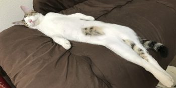 Esnerken Adeta Sevimli Bir Jöle Gibi Uzamış 11 Tatlış Kedi