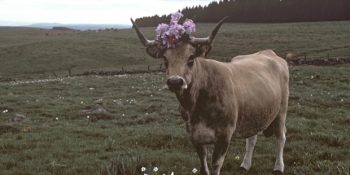 Yalnızca Hırslı ve Güçlü Boğa Burçlarının Anlayabileceği 12 Şey