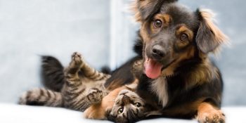 Her Evcil Hayvan Sahibinin Bilmesi Gereken 9 İnternet Sitesi