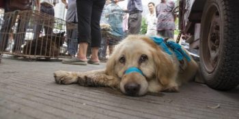 4 Nisan Dünya Sokak Hayvanları Gününde Bilmemiz Gereken 10 Önemli Şey