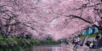 Japonya’da Baharı Müjdeleyen Büyülü Sakura Çiçeklerinin Masallaştırdığı 28 Fotoğraf