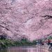 Japonya’da Baharı Müjdeleyen Büyülü Sakura Çiçeklerinin Masallaştırdığı 28 Fotoğraf
