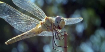 Şirin Baba Olarak Bildiğimiz Nur Subaşı’nın Seslendirdiği Son Proje: Büyük Şehrin Küçük Sakinleri