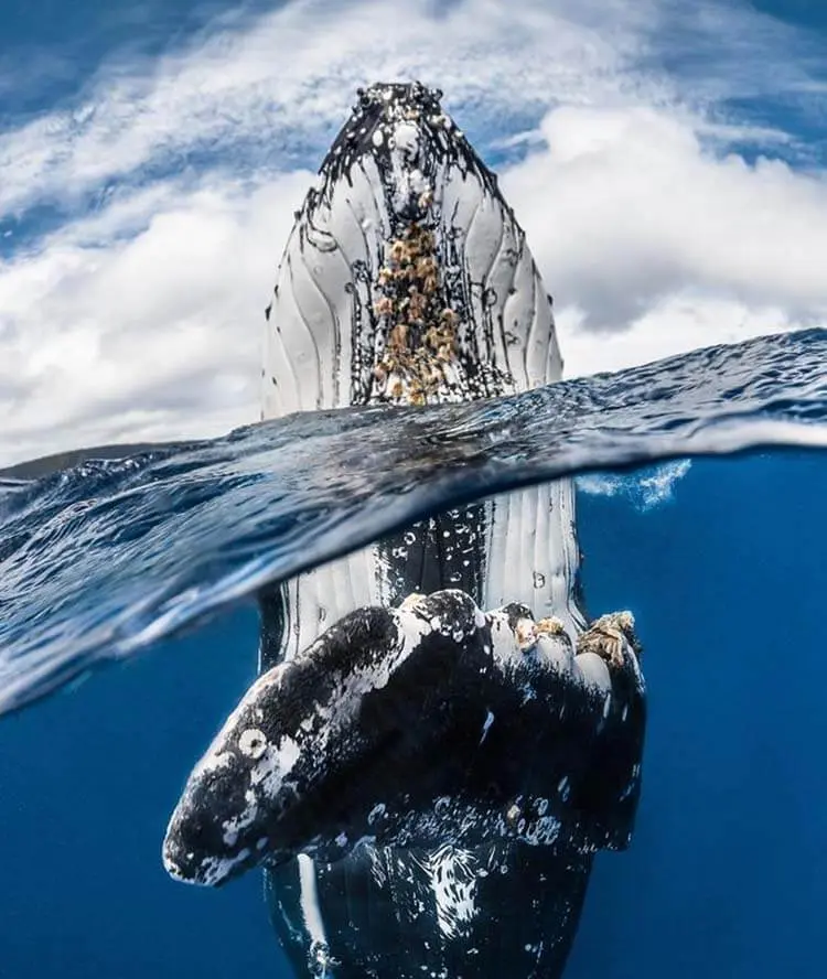 01-Humpback_whale_spy_hopping