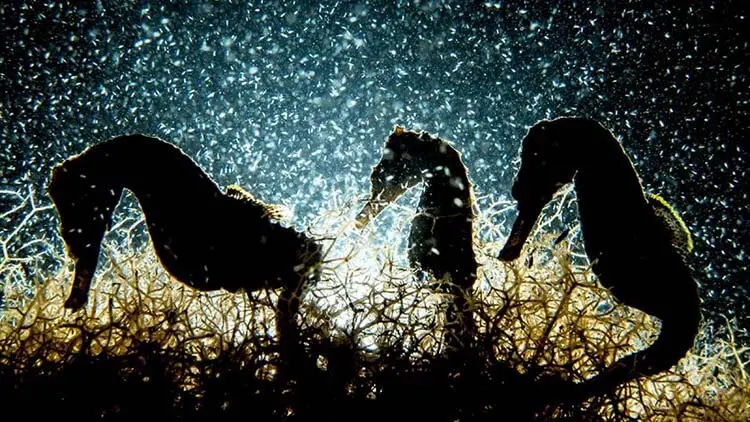 03-Seahorse_Density