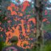 Hawaii’de Kilauea Yanardağı’nın Faaliyete Geçmesi Sonucu Oluşan 25 Ürpertici Görüntü