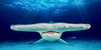 Britanya Su Altı Fotoğrafçılığı Yarışması’nda Ödül Alan 22 Etkileyici Fotoğraf