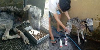 Ölmek Üzereyken Sahibi Tarafından Bulunan Husky’nin Duygulandıran Değişimi