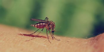 Yaz Aylarının Belası Sivrisinek Isırığına İyi Gelen 10 Şey