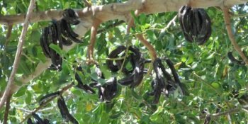 Kendisi Ayrı Pekmezi Ayrı Güzel Şifa Deposu Keçiboynuzu