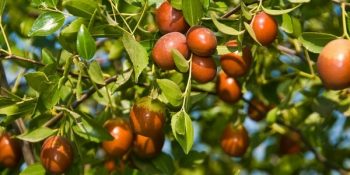 8 Maddede Doğa Mucizesi Hünnap Hakında Bilmeniz Gerekenler