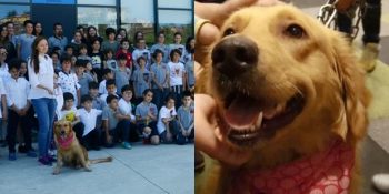 Trabzon’da Her Okula Barınaktan Bir Köpeğin Verildiği Muhteşem Proje