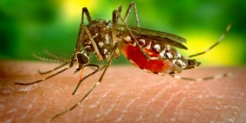 Sivrisinek Isırığı İle Bulaşan Zika Virüsü Hakkında Bilmeniz Gerekenler