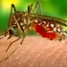 Sivrisinek Isırığı İle Bulaşan Zika Virüsü Hakkında Bilmeniz Gerekenler