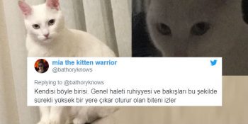 Sahibine Dünyayı Dar Eden Psikopat Kedi Siya